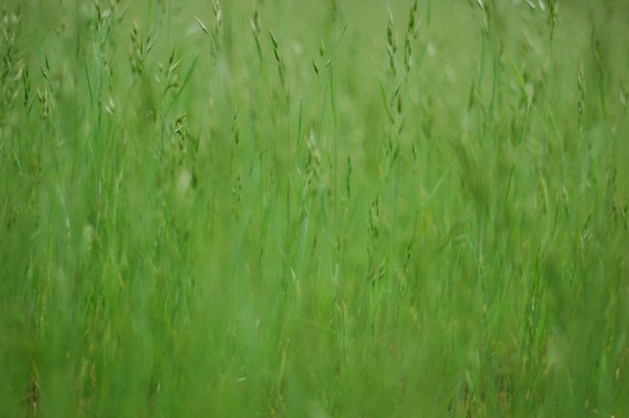 elizabethhalt.com | Images to Go ~ the green green grass of home