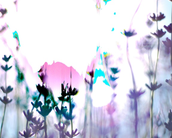 elizabethhalt.com | a wandering collection of art | lavender dreams