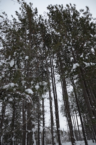 elizabethhalt.com | a snowshoe hike around calumet lake