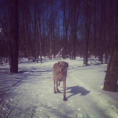 elizabethhalt.com | happyhappyjoyjoy ~ when a puppy can finally run