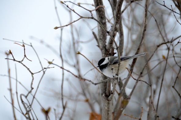 elizabethhalt.com | adventures in fairyland : a chickadee named constance