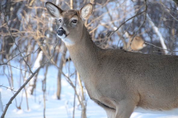 elizabethhalt.com | postcards from the wild : a deer named sam