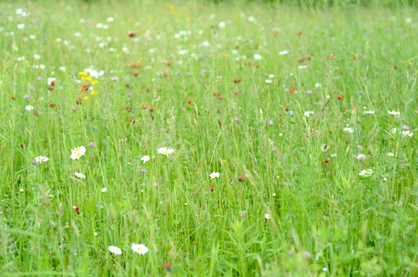 elizabethhalt.com | if wishes were wildflowers