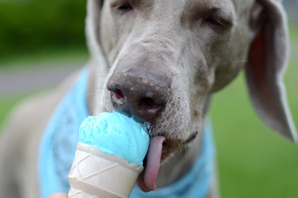 elizabethhalt.com | atlas says: summer = ice cream!
