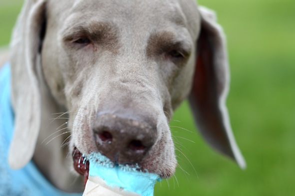 elizabethhalt.com | atlas says: summer = ice cream!