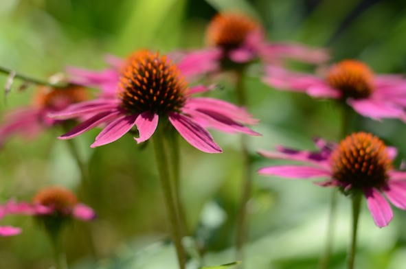 elizabethhalt.com | jcrew stylists must love coneflowers