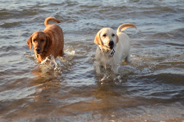 elizabethhalt.com | atlas meets a pup named mandy