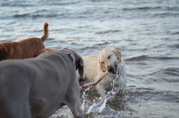 elizabethhalt.com | atlas meets a pup named mandy