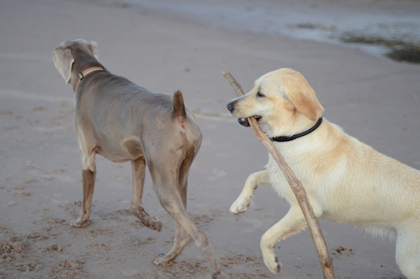 elizabethhalt.com | atlas meets a pup named mandy