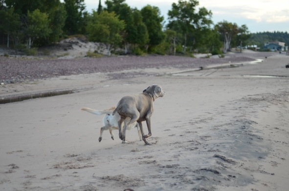 elizabethhalt.com | atlas meets a pup named mandy