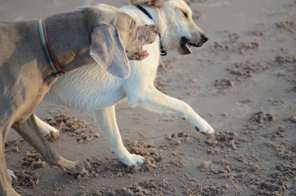 elizabethhalt.com | atlas meets a pup named mandy