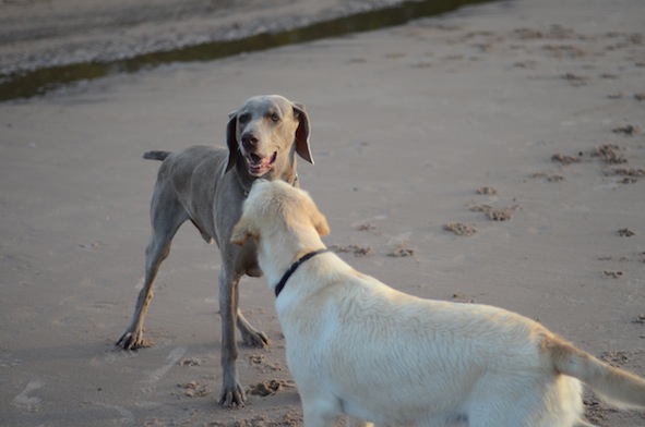 elizabethhalt.com | atlas meets a pup named mandy