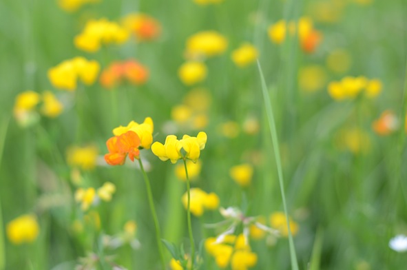 elizabethhalt.com | you belong among the wildflowers