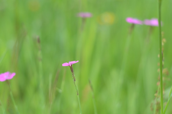 elizabethhalt.com | you belong among the wildflowers