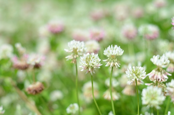 elizabethhalt.com | you belong among the wildflowers