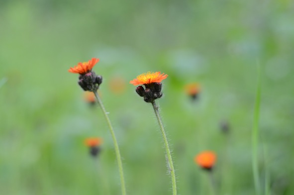 elizabethhalt.com | you belong among the wildflowers