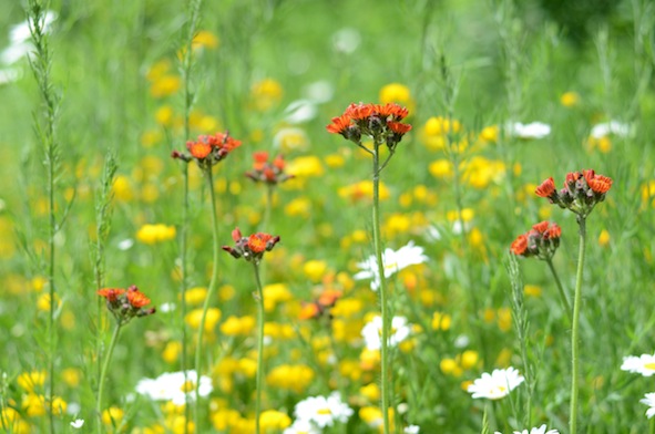 elizabethhalt.com | you belong among the wildflowers