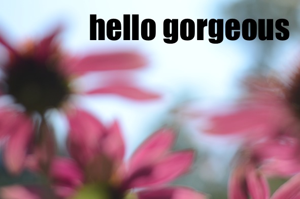 elizabethhalt.com | hello gorgeous