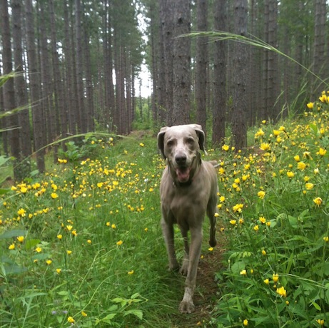 elizabethhalt.com | trails of the keweenaw peninsula