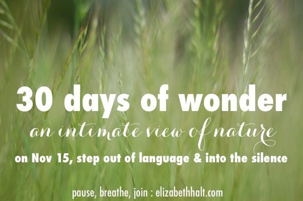 elizabethhalt.com | 30 days of wonder