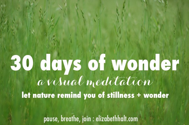 elizabethhalt.com | 30 days of wonder : a visual meditation
