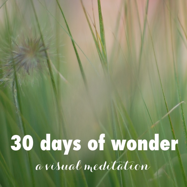 elizabethhalt.com | 30 days of wonder : a visual meditation