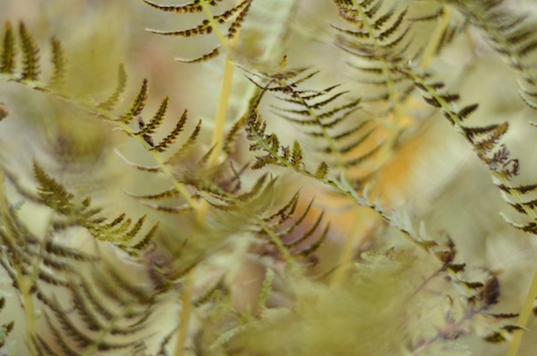 elizabethhalt.com | the color fern