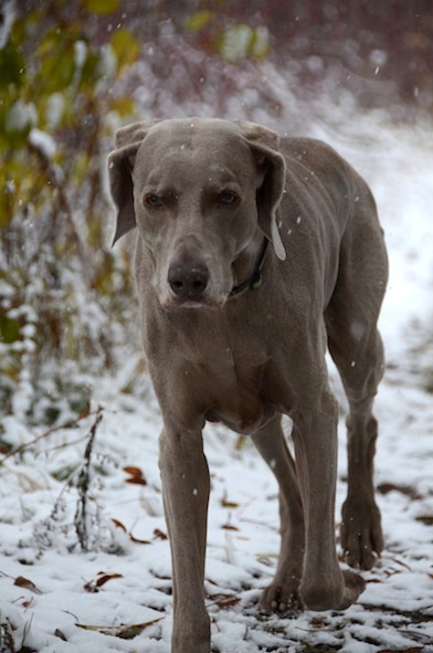 elizabethhalt.com | life in the keweenaw peninsula : the first snow