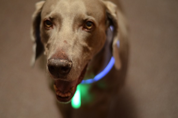 elizabethhalt.com | deck the dog with glow-in-the-dark light sticks