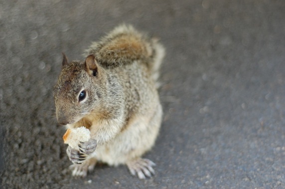 elizabethhalt.com | postcards from the wild : a squirrel named christopher