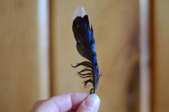 elizabethhalt.com | blue jay feather