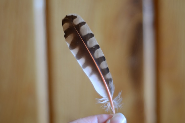 elizabethhalt.com | northern flickr feather