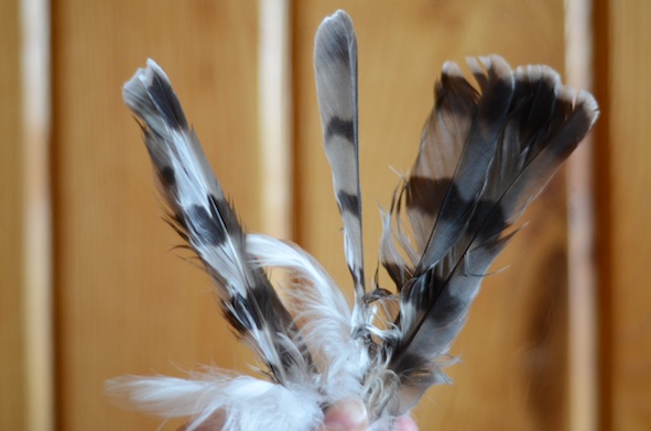 elizabethhalt.com | cooper's hawk feathers