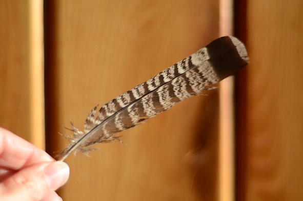 elizabethhalt.com | ruffled grouse feather