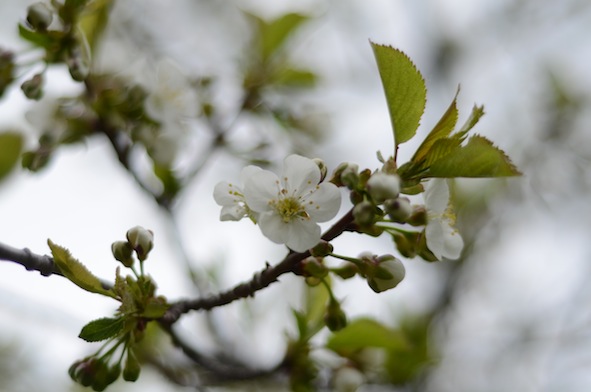 elizabethhalt.com | cherry blossoms