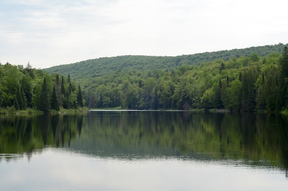 elizabethhalt.com | lake plumbago