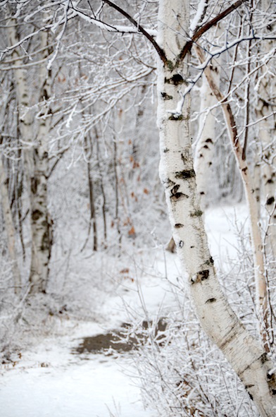 elizabethhalt.com | the first snow