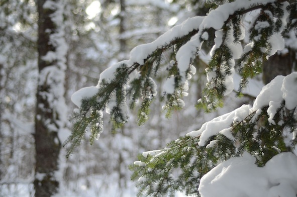 elizabethhalt.com | elizabethhalt.com | snowshoe hike at swedetown