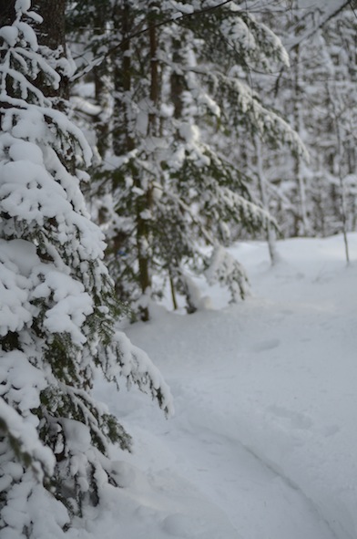 elizabethhalt.com | elizabethhalt.com | snowshoe hike at swedetown