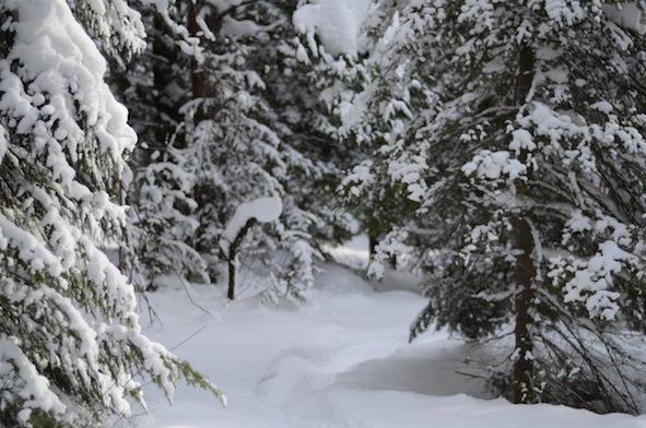 elizabethhalt.com | elizabethhalt.com | snowshoe hike at swedetown