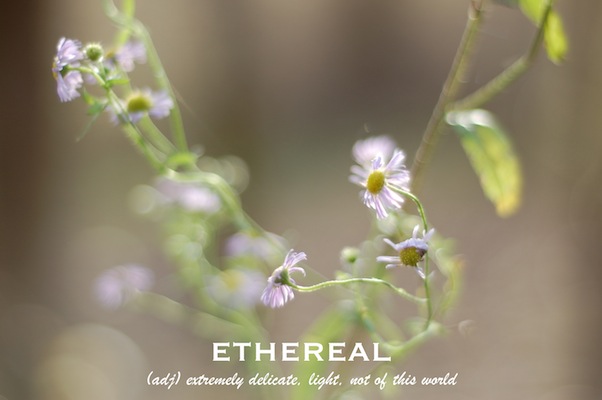 elizabethhalt.com | ethereal