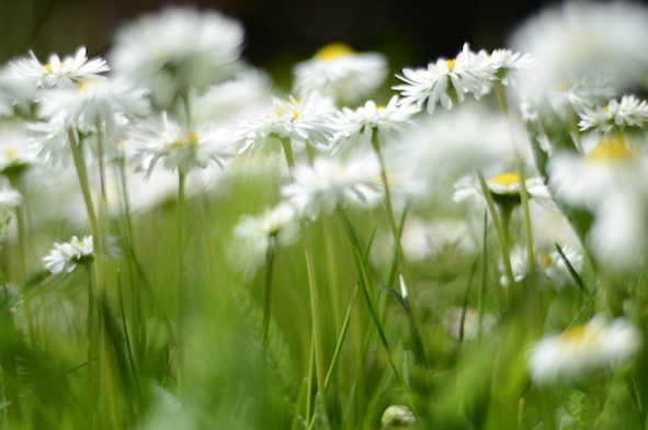 elizabethhalt.com | when the daisies laughed