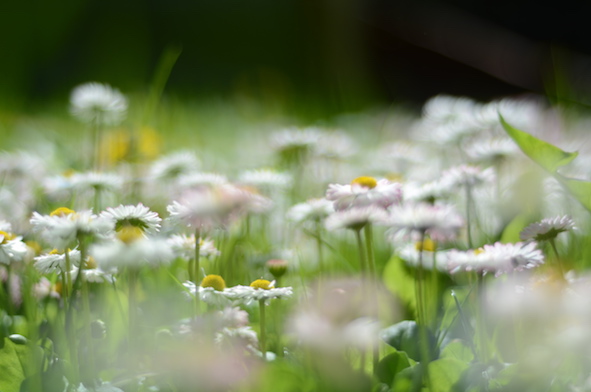 elizabethhalt.com | when the daisies laughed